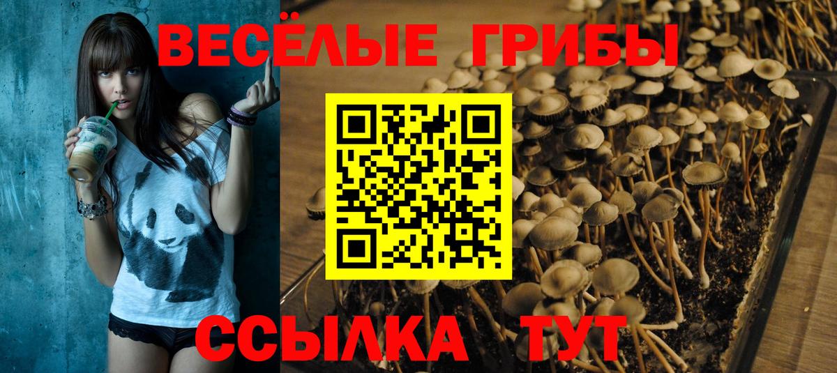 Галлюциногенные грибы MAGIC MUSHROOMS  Вход с VPN  Камень-на-Оби 