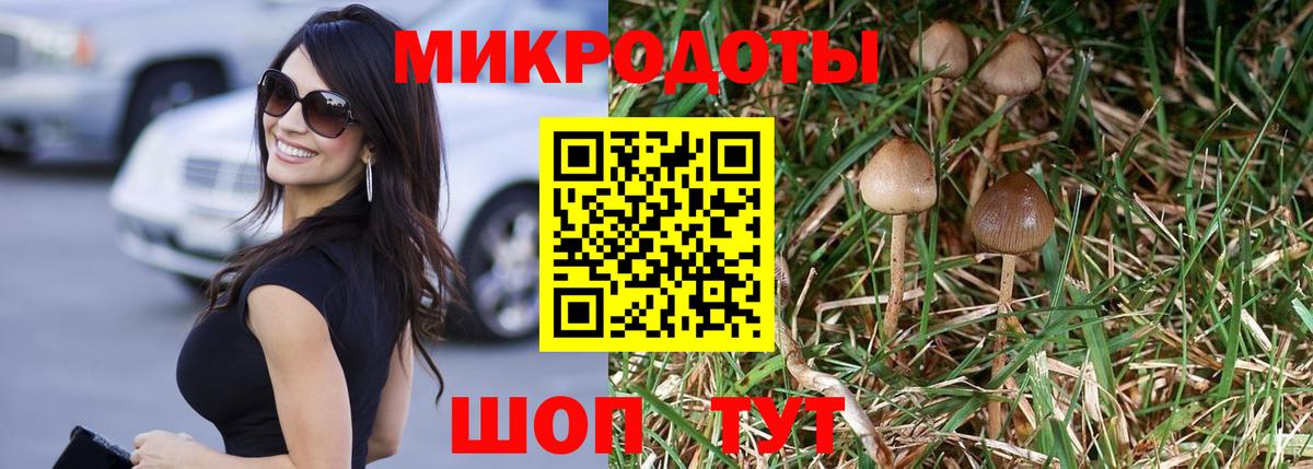 Псилоцибиновые грибы Psilocybine cubensis Камень-на-Оби